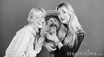 Yorkshire Terrier breed loves socialization. Blonde girls adore little cute dog. Women hug yorkshire terrier. Yorkshire Stock Photo