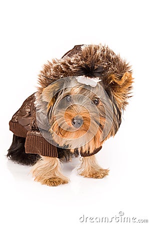 Yorkshire Terrier with brown winter jacket - Dog Stock Photo