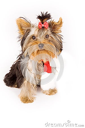 Yorkshire terrier with christmas scarf -dog Stock Photo