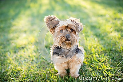 Yorkshire terrier Stock Photo