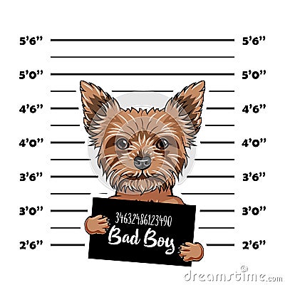 Yorkshire Terrier dog Bad boy. Dog prison. Police mugshot background. Yorkshire terrier criminal. Arrested dog. Vector. Vector Illustration