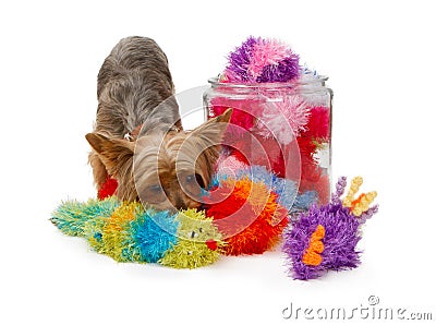 Yorkshire Terrier Dog with Fuzzy Toys Stock Photo