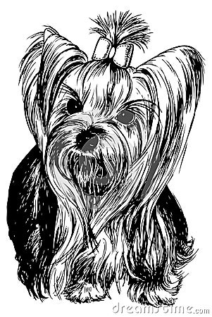 Yorkshire Terrier Vector Illustration