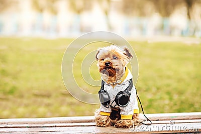 Yorkshire terrier dog listening music on the street Stock Photo