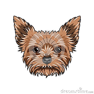 Yorkshire terrier dog portrait. Dog face, head, muzzle. Yorkshire terrier breed. Vector. Vector Illustration