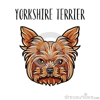 Yorkshire terrier dog portrait. Dog head. Yorkshire terrier breed. Cute dog. Vector. Vector Illustration