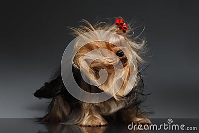 Yorkshire Terrier Dog Shaking his Head on Black Mirror Stock Photo