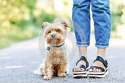 yorkshire terrier dog siting on the grass near trainer Stock Photo