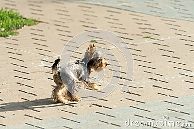 Yorkshire Terrier. Dog walks in the Park on a leash Stock Photo