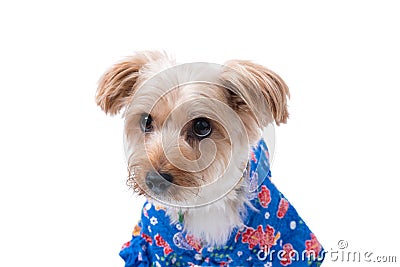 Yorkshire Terrier in Japanese Yukata Stock Photo