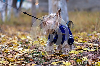 Yorkshire terrier on a leash looks to the side. Dog on an autumn walk. A little long-haired puppy wearing a blue sweater Stock Photo