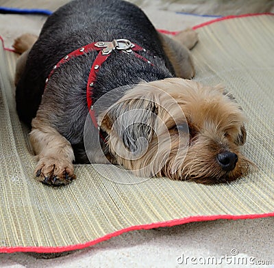 Yorkshire terrier lying Stock Photo