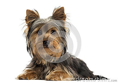 Yorkshire terrier lying, looking at the camera, isolated Stock Photo