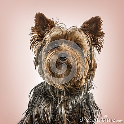 Yorkshire terrier portrait against pink background Stock Photo