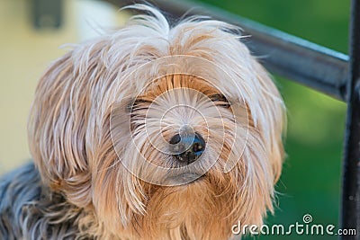 Yorkshire terrier portrait - Pure breed Stock Photo