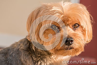 Yorkshire terrier portrait - Pure breed - large individual Stock Photo