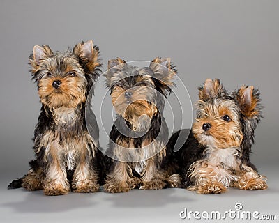 Yorkshire Terrier puppies Stock Photo