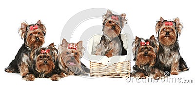 Yorkshire Terrier puppies on a white background Stock Photo