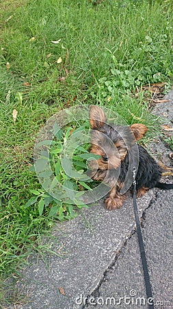 Yorkshire Terrier Stock Photo