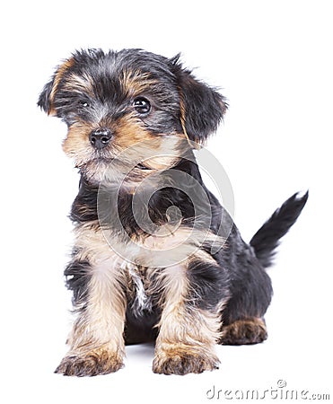 Yorkshire terrier puppy dog Stock Photo