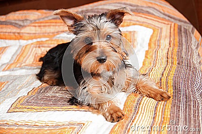 Yorkshire terrier puppy Stock Photo