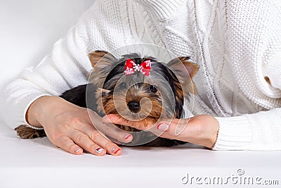 Yorkshire Terrier puppy lies in the hands of the owner. Concept of trust of a dog to a person Stock Photo