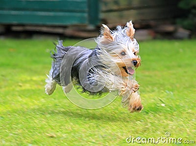 Yorkshire Terrier Stock Photo