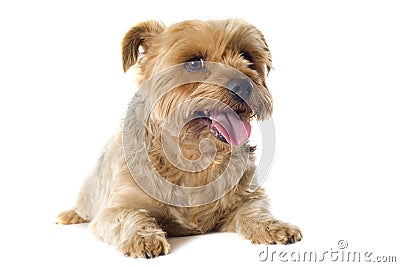 Yorkshire terrier sheared Stock Photo