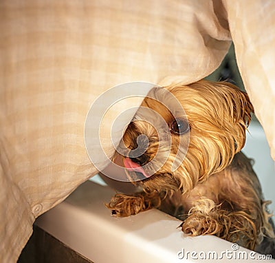 Yorkshire Terrier in the shower in the bathroom after a walk, looks after himself and smiles. Stock Photo
