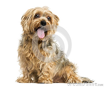 Yorkshire Terrier sitting, panting, 5 years old Stock Photo
