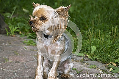 Yorkshire Terrier is a small terrier type dog breed. Walking in the park with your pet. Nice good-natured dog. Stock Photo