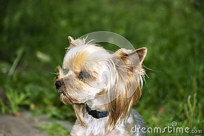 Yorkshire Terrier is a small terrier type dog breed. Walking in the park with your pet. Nice good-natured dog. Stock Photo