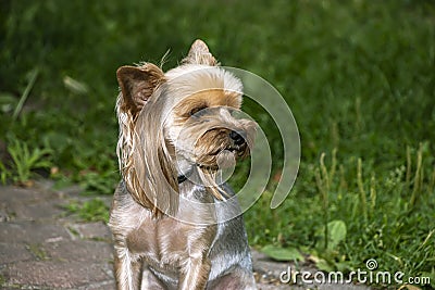 Yorkshire Terrier is a small terrier type dog breed. Walking in the park with your pet. Nice good-natured dog. Stock Photo