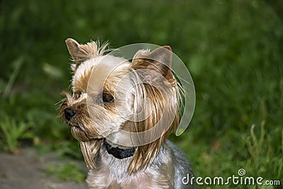 Yorkshire Terrier is a small terrier type dog breed. Walking in the park with your pet. Nice good-natured dog Stock Photo