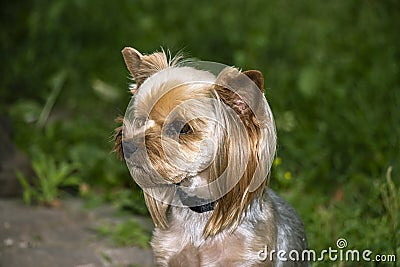 Yorkshire Terrier is a small terrier type dog breed. Walking in the park with your pet. Nice good-natured dog Stock Photo