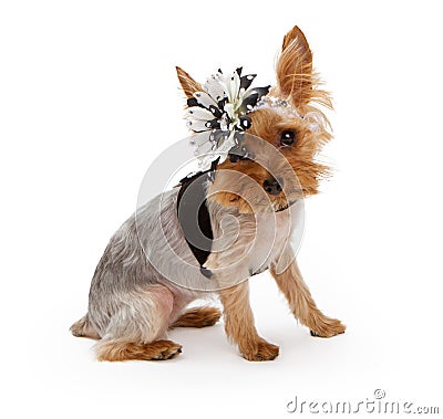 Yorkshire Terrier wearing a flower headband Stock Photo