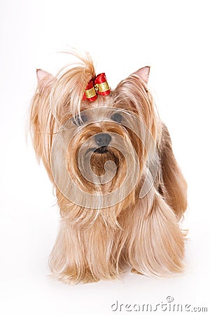 Yorkshire Terrier (Yorkie) Stock Photo