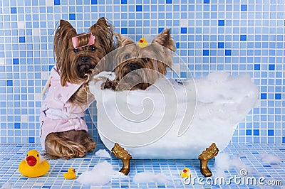 Yorkshire terriers are bathed in the bathroom Stock Photo