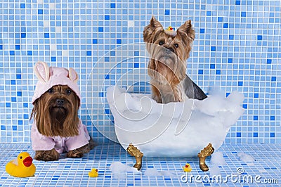 Yorkshire terriers are bathed in the bathroom Stock Photo