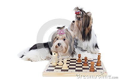 Yorkshire terriers are playing chess Stock Photo