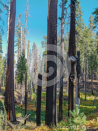Yosemite national park, cliffs and granite rocky landscapes, giant sequoia and muir forest grove Stock Photo