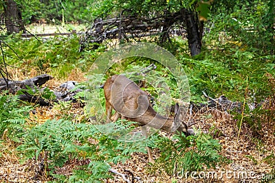 Yosemite National Park - Lone single roe deer grazing in high grass surrounded by forest seen in the wilderness Stock Photo