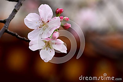 Yoshino cherry Stock Photo