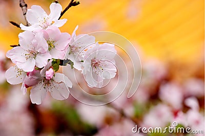 Yoshino cherry Stock Photo