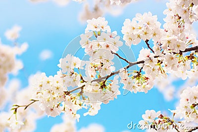 Yoshino cherry blossoms Stock Photo