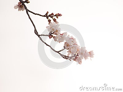 Yoshino cherry blossoms and blanch in the sky background Stock Photo