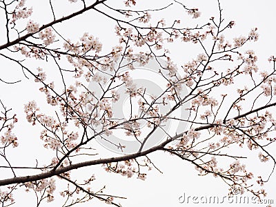 Yoshino cherry tree branch in full bloom in the sky background Stock Photo