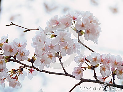 Yoshino cherry tree branch in full bloom in the sky background Stock Photo