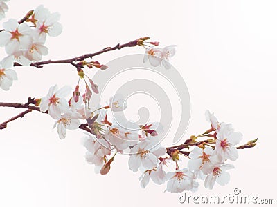 Yoshino cherry tree in full bloom in the sky background Stock Photo