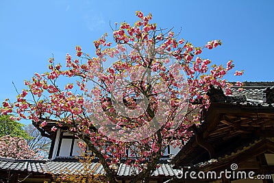 Yoshino, Japan Stock Photo